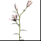 Лилия